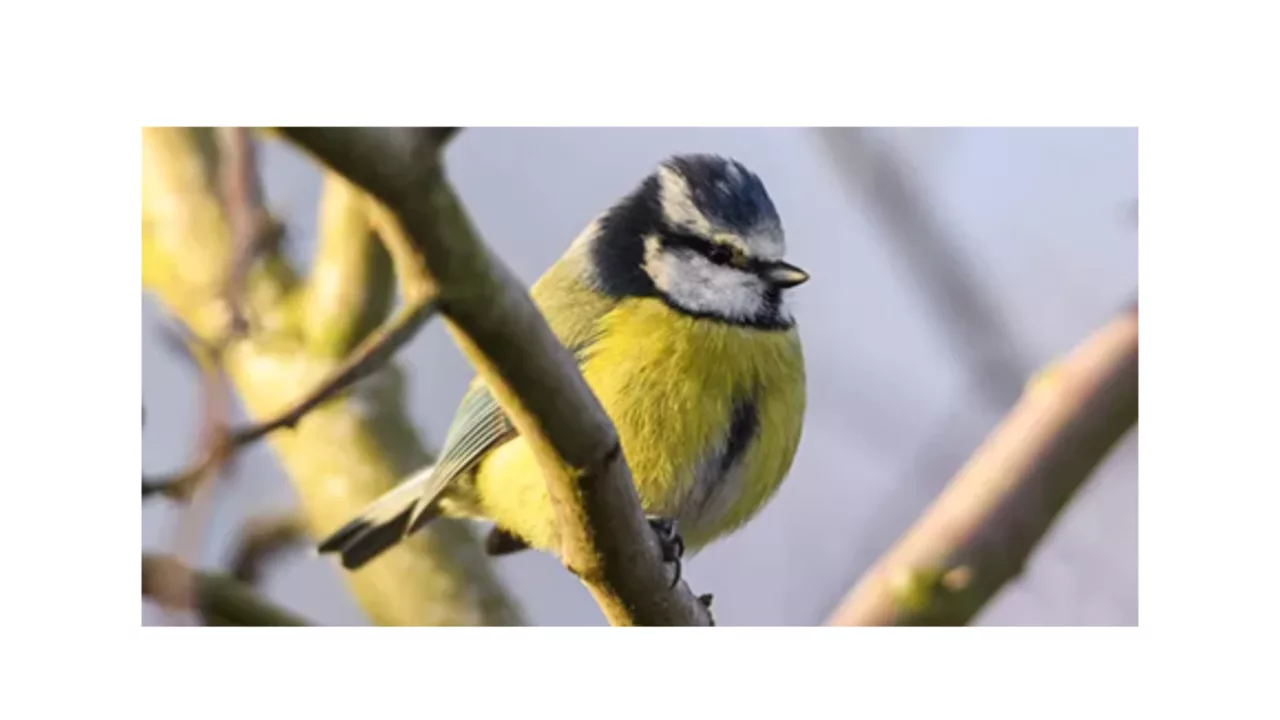 Tremendously Tasty Bird-feeders with Dorset Wildlife Trust (Corfe Mullen Library) - photo