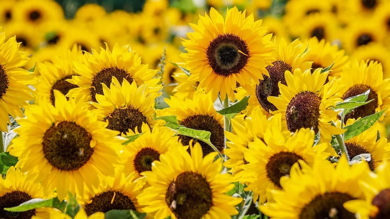 Sunflower Seed Planting - photo